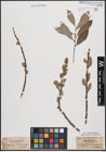 Foto von Salix cinerea L.
